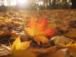 Warsztaty w Boguszy- listopad